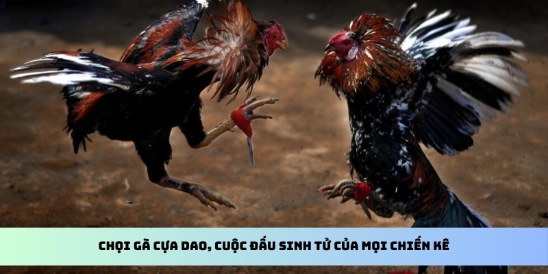 Đá Gà Thomo - Tìm Hiểu Toàn Bộ Về Hình Thức Cược Cùng QQ88 3 Chọi gà cựa dao, cuộc đấu sinh tử của mọi chiến kê