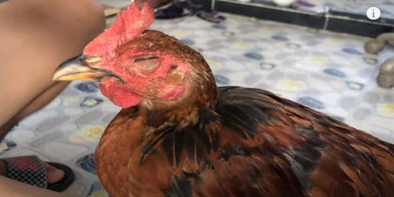 Top 5 biện pháp chữa trị cho chiến kê bị thương