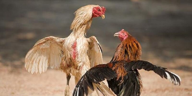 Quy định dành cho các chiến kê